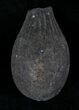 Cretaceous Palm Fruit Fossil - Hell Creek Formation #22755-1